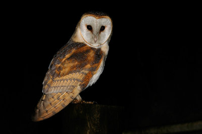 Barn Owl new