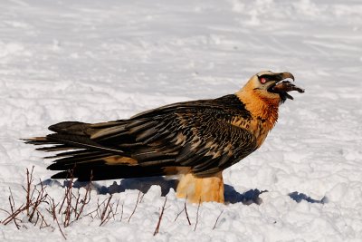 lammergier07.jpg
