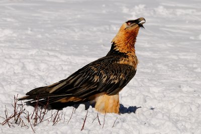 lammergier08.jpg