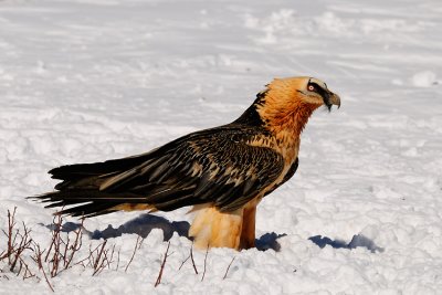 lammergier10.jpg