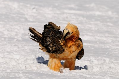 lammergier14.jpg