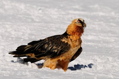 lammergier12.jpg