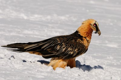 lammergier16.jpg