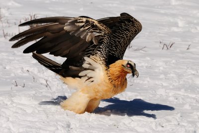 lammergier23.jpg
