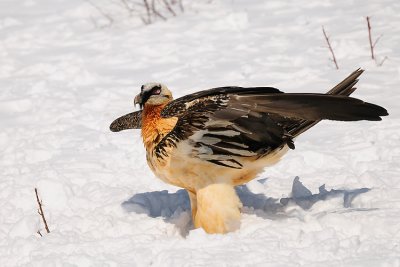 lammergier40.jpg