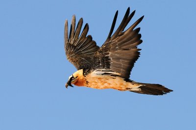 lammergier54.jpg