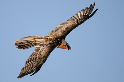 lammergier58.jpg