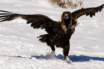 monniksgier8.jpg