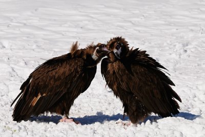 monniksgier9.jpg