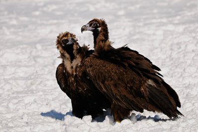 monniksgier12.jpg