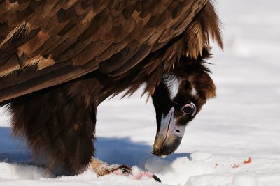 monniksgier15.jpg