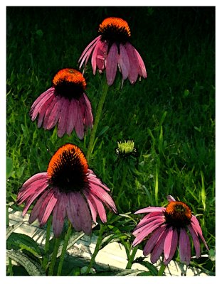 Four Cone Flowers