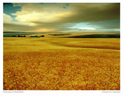 Washington Wheat Field