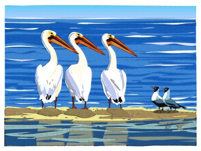 Pelicans and Sea Gulls