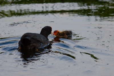 meerkoet aan het voeren