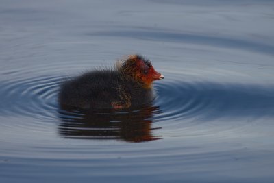 meerkoetjong