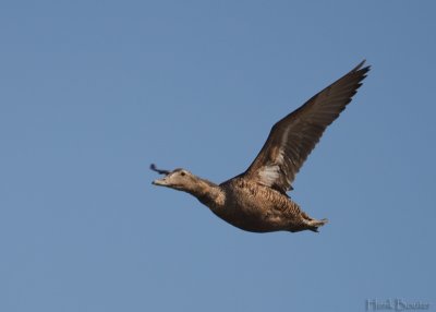 eider