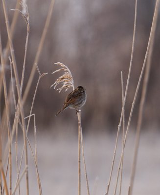rietgors in de ochtend met rijp op het riet