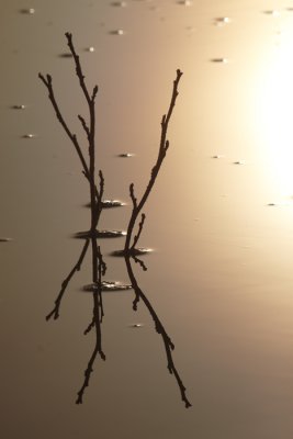 spiegelbeeld van takjes in ochtendlicht