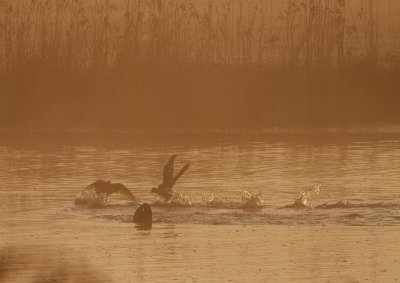 vechtende meerkoet in morgenlicht