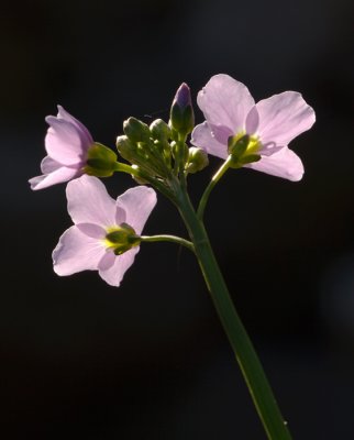 pinksterbloem met tegenlicht