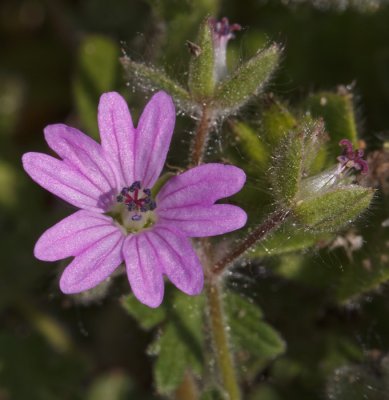 roze bloem