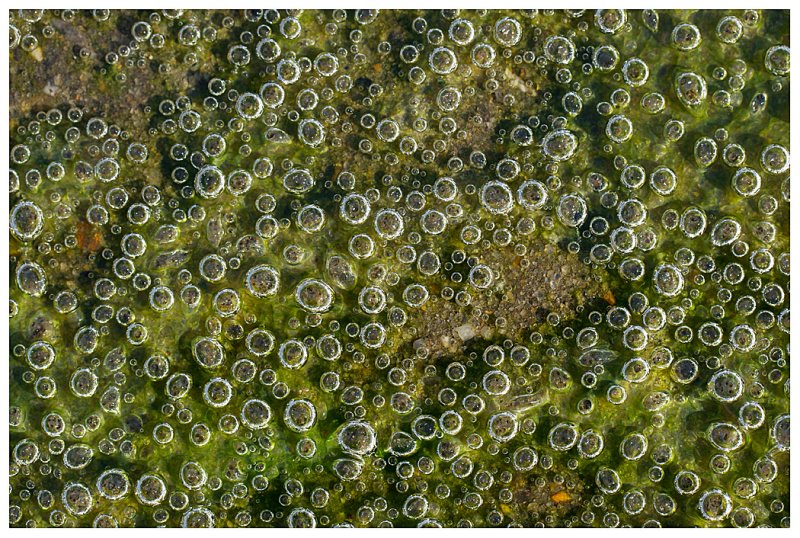 Algae Fizz