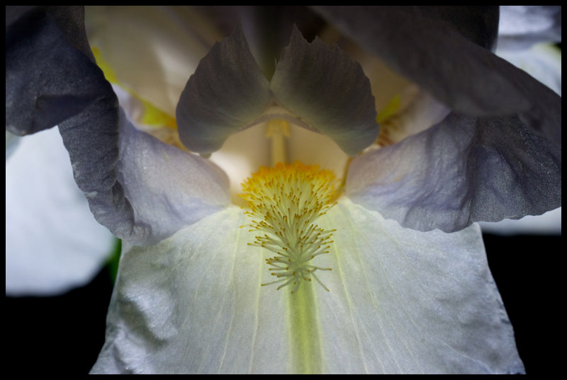 Bearded Iris