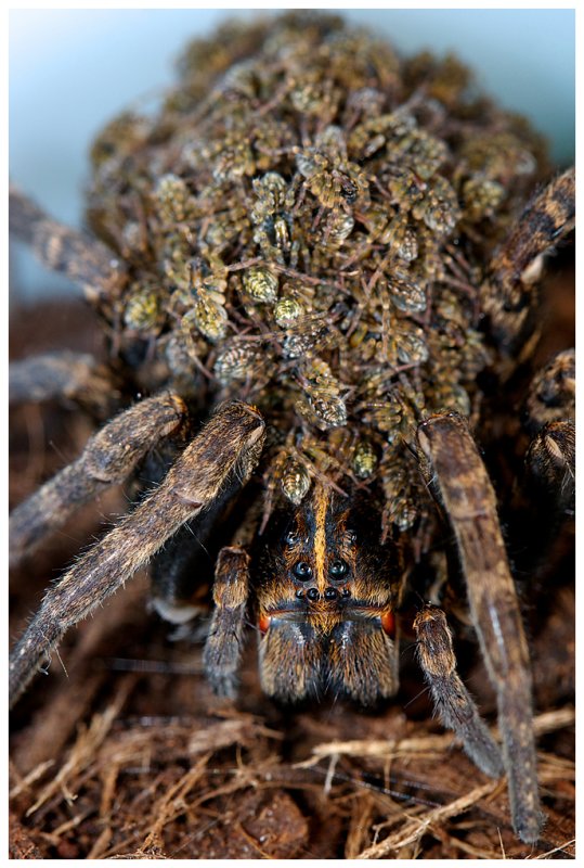Wolf Spider Mom