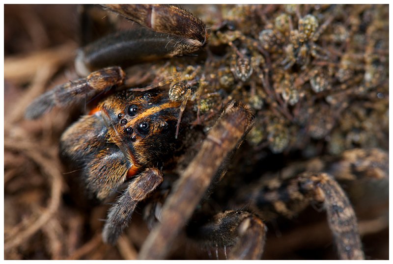 Wolf Spider Mom