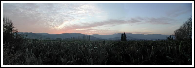 Prickly Pear (Tuna) Fields