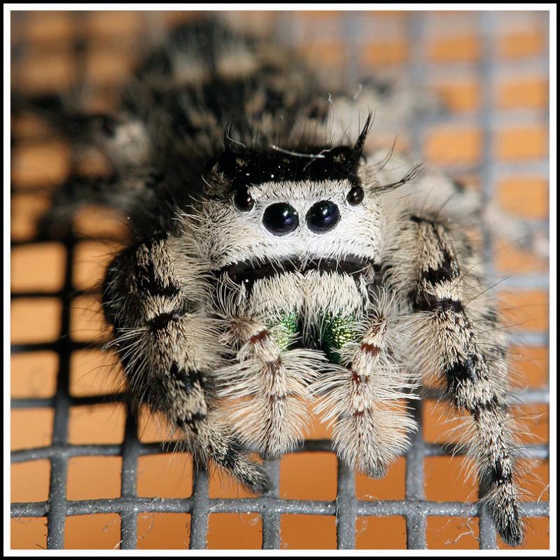 Jumping Spider