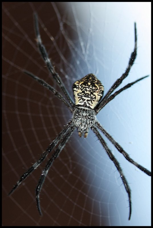 Spider