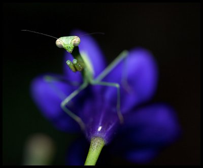 Mantis Flower II