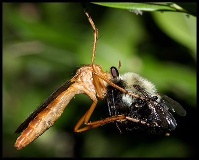 Robber Fly and Bee Victim II