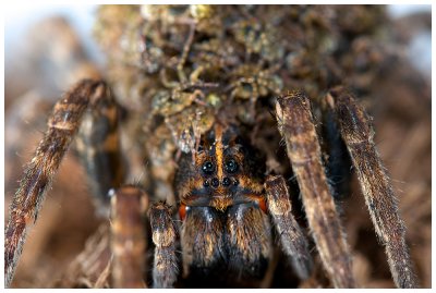 Wolf Spider Mom