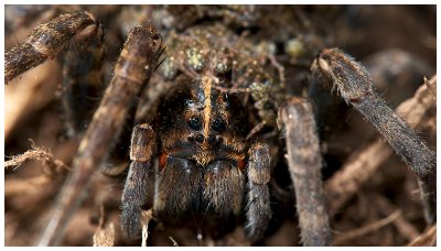 Wolf Spider Mom