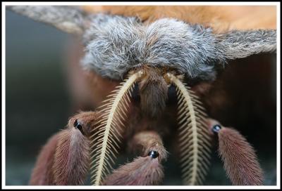 A Very Furry Moth Indeed (Polyphemus)