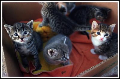 Box of Kittens