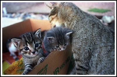 Box o' Cats