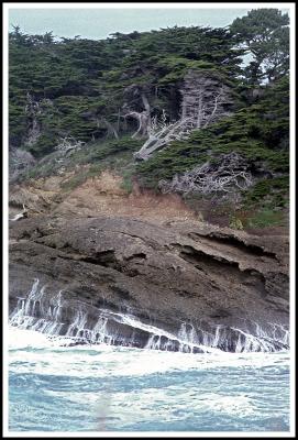 Point Lobos (near Carmel), trees and waves