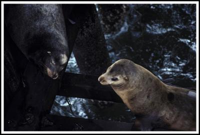 Pier Sea Lions