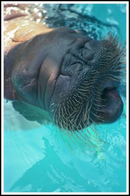 Gimme a Smooch - Seaworld Walrus