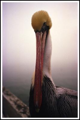 1998 - CA Santa Cruz. Pelican