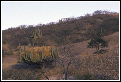 Cactus Haystacks or Corn Piles