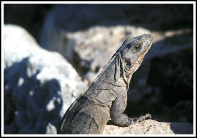 Iguana on the rocks