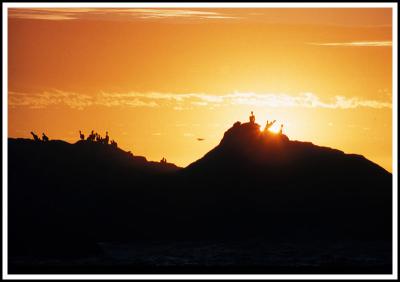 Sunset over a rookery island (penguins, pelicans, gulls, etc)