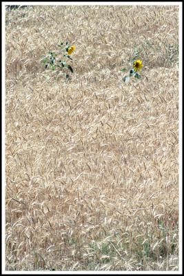 g3/02/90302/3/53873661.1992ChileQuillotaWheat3.jpg