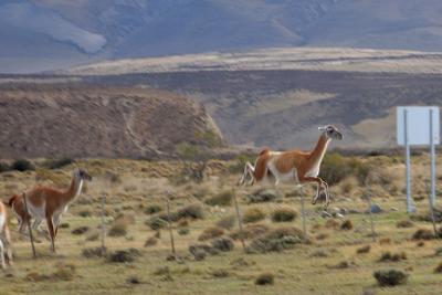 Guanaco Lazily Jumping a 5 foot Barbed Wire Fence