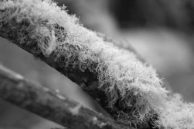 Moss and Lichens (Torres del Paine, Chilean Patagonia)